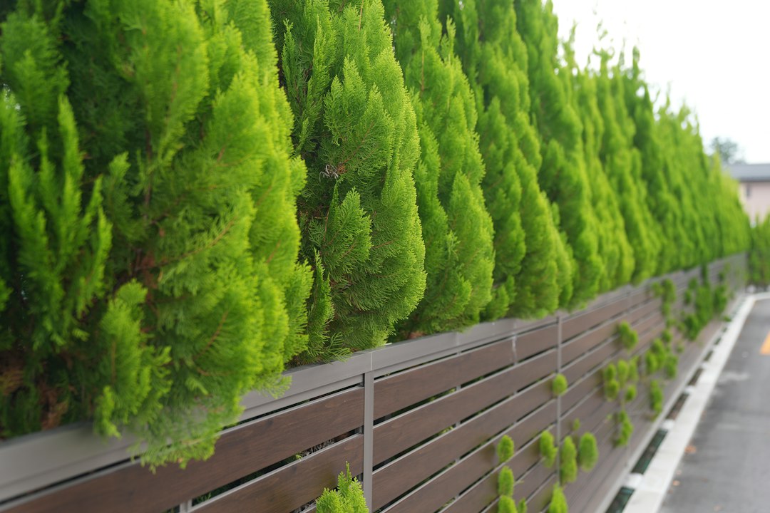 neatly-trimmed-green-trees-line-a-modern-fence-a77ud-mxkdk